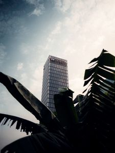 Preview wallpaper skyscraper, building, palm, branches