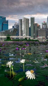 Preview wallpaper skyscrapers, buildings, pond, flowers, city