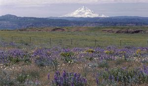 Preview wallpaper sleeping volcano, seismic zone, field, grass, flowers