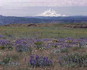 Preview wallpaper sleeping volcano, seismic zone, field, grass, flowers