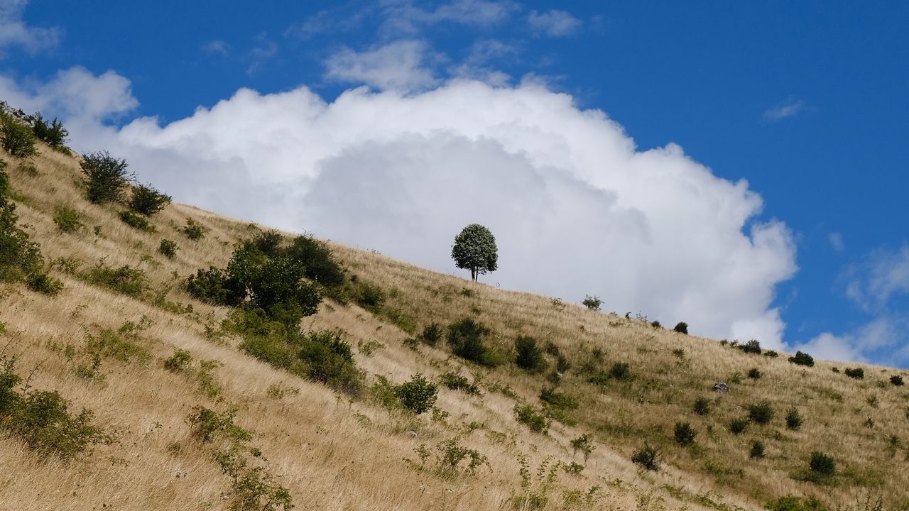 Wallpaper slope, field, grass, tree, sky, cloud