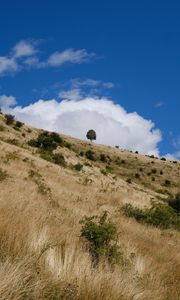 Preview wallpaper slope, field, grass, tree, sky, cloud