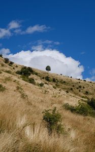 Preview wallpaper slope, field, grass, tree, sky, cloud