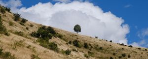 Preview wallpaper slope, field, grass, tree, sky, cloud