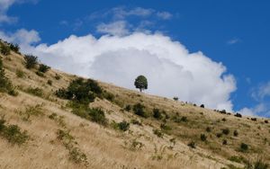 Preview wallpaper slope, field, grass, tree, sky, cloud