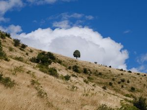 Preview wallpaper slope, field, grass, tree, sky, cloud