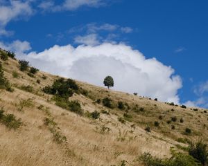 Preview wallpaper slope, field, grass, tree, sky, cloud