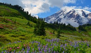 Preview wallpaper slope, flowers, mountains, trees