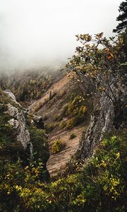 Preview wallpaper slope, fog, bushes