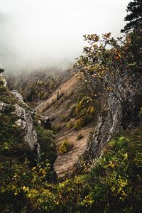 Preview wallpaper slope, fog, bushes