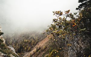 Preview wallpaper slope, fog, bushes