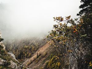 Preview wallpaper slope, fog, bushes