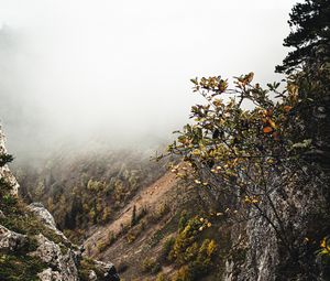 Preview wallpaper slope, fog, bushes
