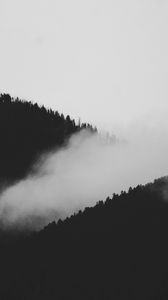 Preview wallpaper slope, fog, bw, trees, forest