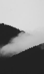 Preview wallpaper slope, fog, bw, trees, forest