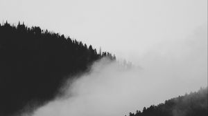 Preview wallpaper slope, fog, bw, trees, forest