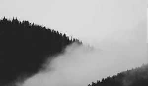 Preview wallpaper slope, fog, bw, trees, forest