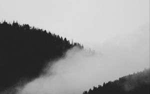 Preview wallpaper slope, fog, bw, trees, forest