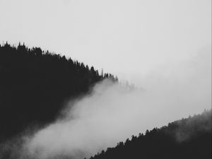 Preview wallpaper slope, fog, bw, trees, forest