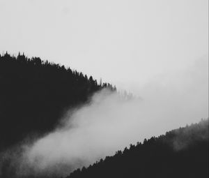 Preview wallpaper slope, fog, bw, trees, forest