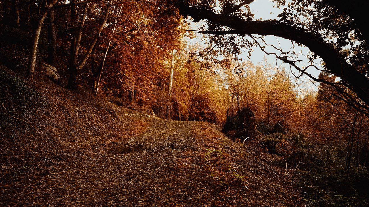 Wallpaper slope, forest, autumn, trees, bushes