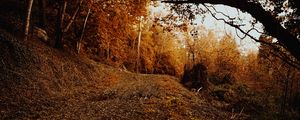 Preview wallpaper slope, forest, autumn, trees, bushes