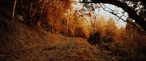 Preview wallpaper slope, forest, autumn, trees, bushes