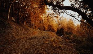 Preview wallpaper slope, forest, autumn, trees, bushes