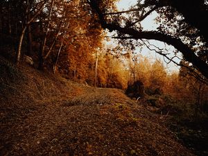 Preview wallpaper slope, forest, autumn, trees, bushes