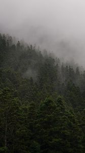 Preview wallpaper slope, forest, fog, trees