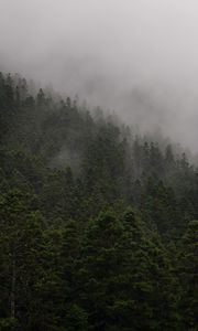 Preview wallpaper slope, forest, fog, trees