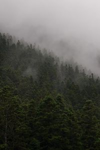 Preview wallpaper slope, forest, fog, trees