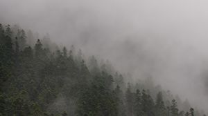 Preview wallpaper slope, forest, fog, trees