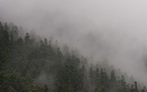 Preview wallpaper slope, forest, fog, trees