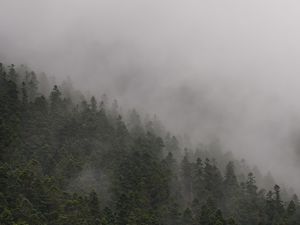Preview wallpaper slope, forest, fog, trees