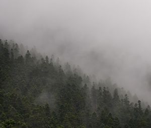 Preview wallpaper slope, forest, fog, trees