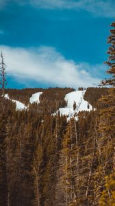 Preview wallpaper slope, forest, snow, trees