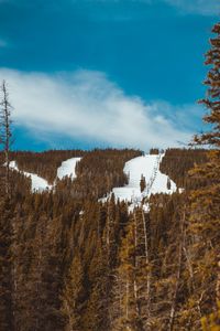 Preview wallpaper slope, forest, snow, trees