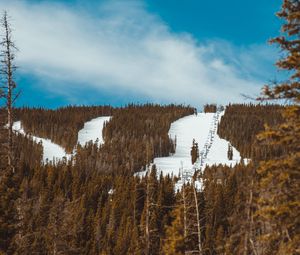 Preview wallpaper slope, forest, snow, trees