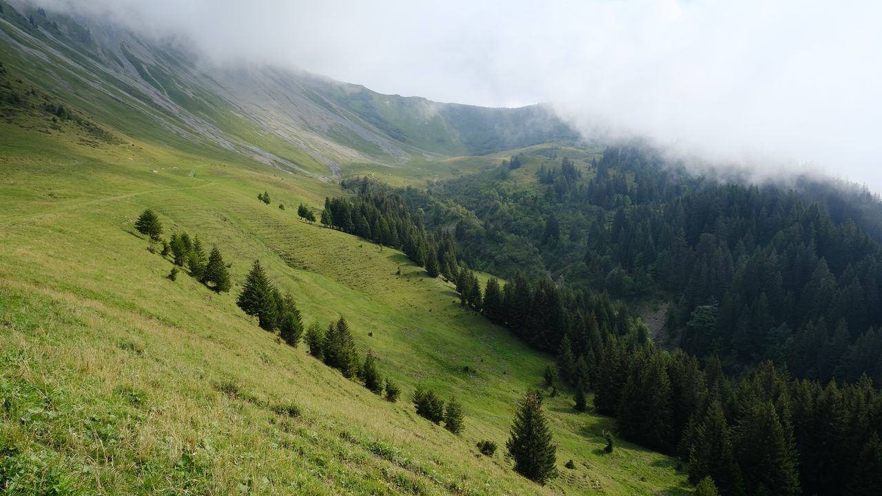 Wallpaper slope, forest, trees, cloud, landscape, nature