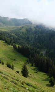 Preview wallpaper slope, forest, trees, cloud, landscape, nature