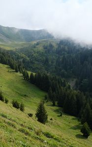 Preview wallpaper slope, forest, trees, cloud, landscape, nature