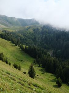 Preview wallpaper slope, forest, trees, cloud, landscape, nature