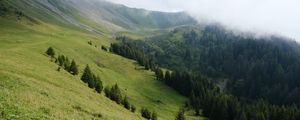 Preview wallpaper slope, forest, trees, cloud, landscape, nature