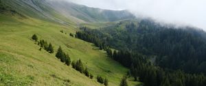 Preview wallpaper slope, forest, trees, cloud, landscape, nature