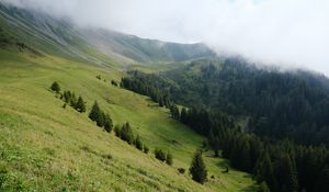 Preview wallpaper slope, forest, trees, cloud, landscape, nature