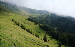 Preview wallpaper slope, forest, trees, cloud, landscape, nature