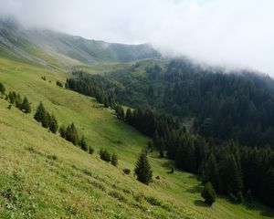 Preview wallpaper slope, forest, trees, cloud, landscape, nature