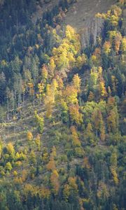 Preview wallpaper slope, forest, trees, nature, autumn, aerial view