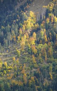 Preview wallpaper slope, forest, trees, nature, autumn, aerial view